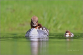 <p>MORČÁK VELKÝ (Mergus merganser) Praha - Stromovka /Common merganser - Gänsesänger/</p>